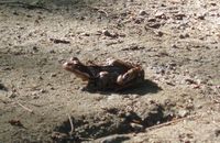 466. Frosk i Folkparken.jpg