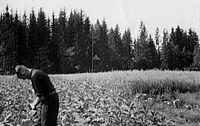 Fredrik Michaelsen med tobakksplantene sine under krigen.
