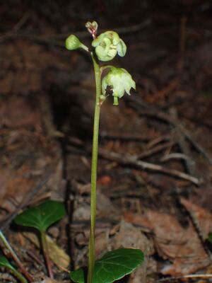 Furuvintergrønn BH.JPG