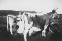 Sigrid Sørby lærer opp neste generasjon i melking. Langebru ved Hokksund i Øvre Eiker kommune, 1953. Foto: ukjent