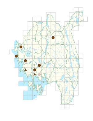 Galinsoga parviflora.png