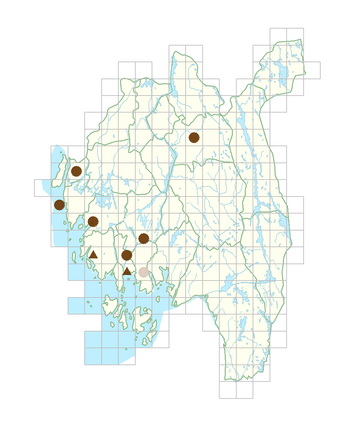 Galinsoga parviflora.png