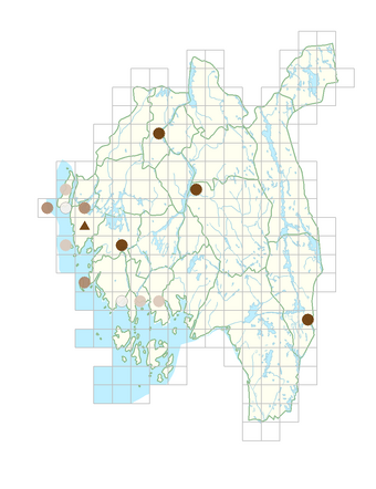 Galium album x verum.png