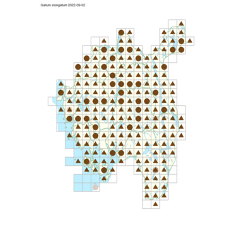 Galium elongatum.png