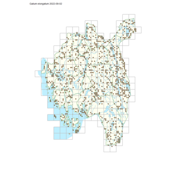 Galium elongatum 1.png