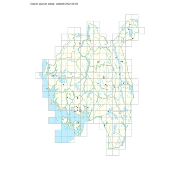 Galium spurium subsp. vaillantii 1.png