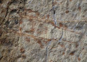 Gamle Aker kirke fossil i stein.jpg