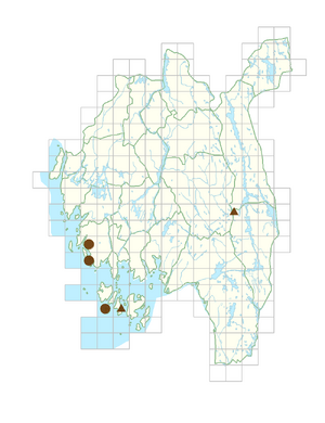 Gentianella amarella var. amarella.png