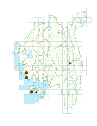 Gentianella amarella var. amarella.png