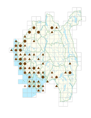 Geranium pusillum.png