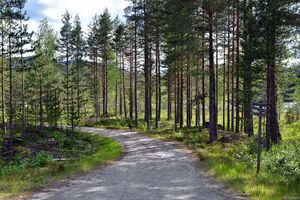 Gjerstad, Fisktjennliveien-1.jpg