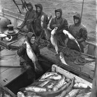 Her held karane fram nokre fine torskar.