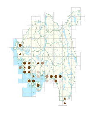 Glebionis segetum.png