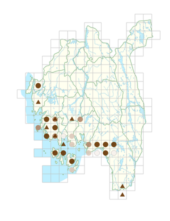 Glebionis segetum.png