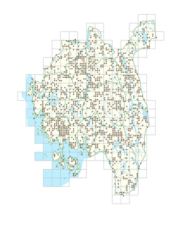 Gnaphalium uliginosum 1.png