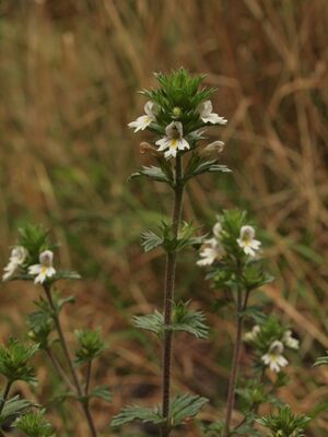 Gråøyentrøst BH.JPG