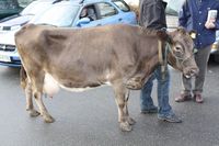 Gråkolle frå Dalsfjorden i Volda kommune, oktober 2009. Foto: Arnfinn Kjelland