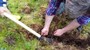 Graving av tæger.jpg