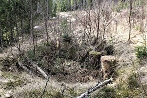 Gruvbråten Brandval vestside tufter 2012.jpg