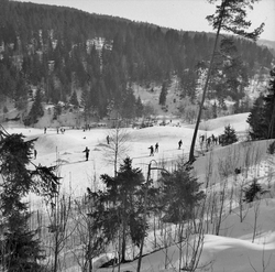 Gryta skieldorado, sett ovenfra. Foto Gunnar Søderstrøm.