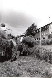Innkøyring av høy på Øvre Haugane 1942. Olav Momrak lempar høy.