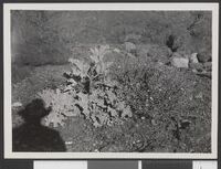 34. Hanna Resvoll-Holmsens strandkål1.jpeg