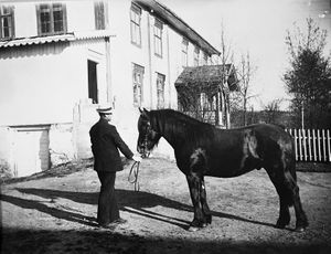 Hans Nøkleby hingst.jpg