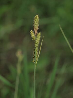 Hartmansstarr BH.JPG