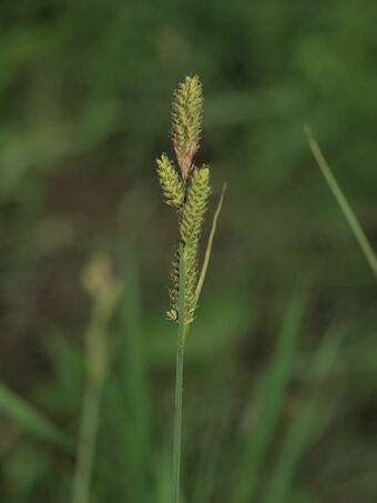 Hartmansstarr BH.JPG