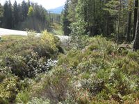 Skyttargrava sett mot vest og fylkesvegen.