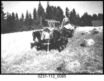 Haugli, Selvbinder trukket av tre hester 1930.png