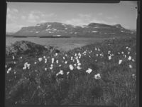 379. Haukelifjell - no-nb digifoto 20150624 00252 NB MIT FNR 27828.jpg
