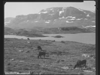 382. Haukelifjell - no-nb digifoto 20150624 00258 NB MIT FNR 27827.jpg