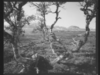 384. Haukelifjell - no-nb digifoto 20150624 00262 NB MIT FNR 27826.jpg