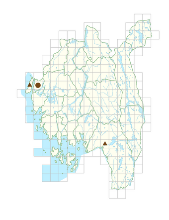 Hedera hibernica.png