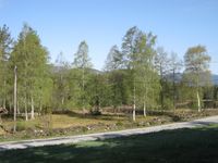 Heggland gamle kyrkjegard. Vi ser muren rundt, og skimtar kyrkjemuren og enkelte graver. Nærleiken til elva er tydeleg, og til venstre og utanfor biletet er Olavskjelda. Foto: Olav Momrak-Haugan 2010