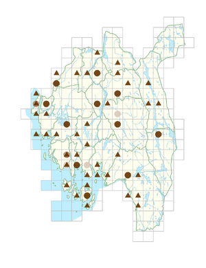 Helianthus annuus.png