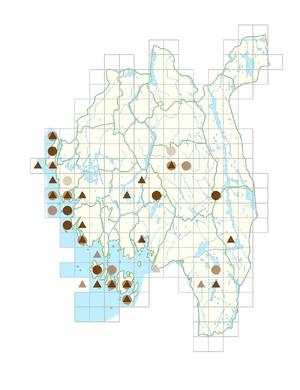 Helictochloa pratensis.png