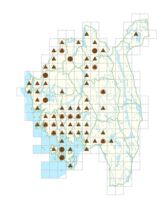 Heracleum mantegazzianum.png