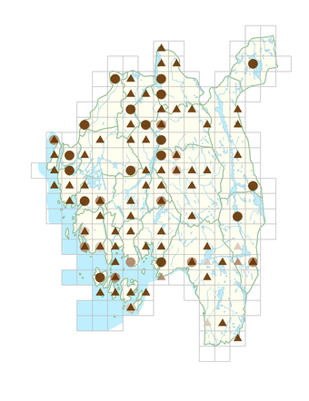 Heracleum sphondylium subsp. sibiricum.png