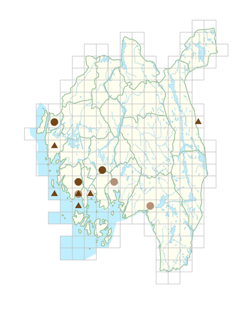 Heracleum sphondylium subsp. sphondylium.png