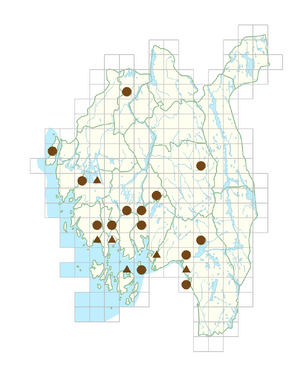 Herniaria glabra.png