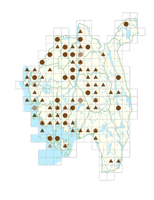 Hesperis matronalis.png