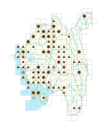 Hesperis matronalis.png