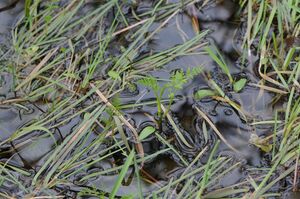 Hestekjørvel BH.JPG