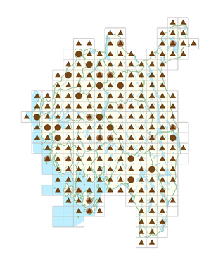 Hieracium umbellatum.png