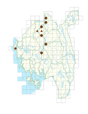 Hierochloe hirta subsp. hirta.png