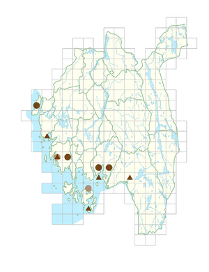 Hippophae rhamnoides.png