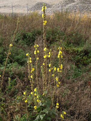 Hjertekongslys BH.JPG