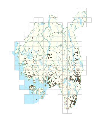 Holcus lanatus 1.png